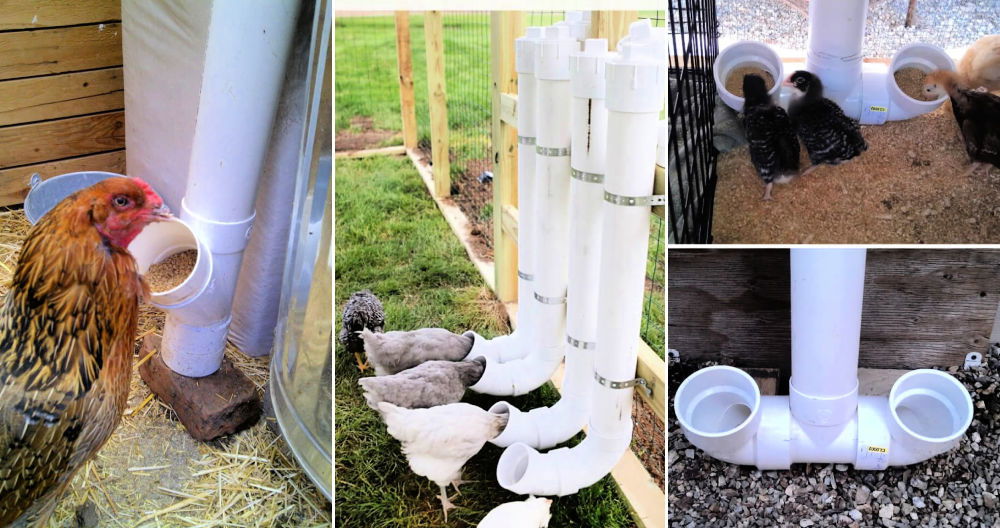 20 Inexpensive DIY Chicken Feeder Plans