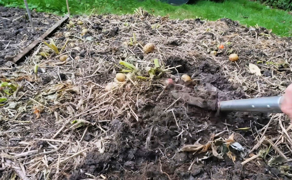 harvesting the potatoes