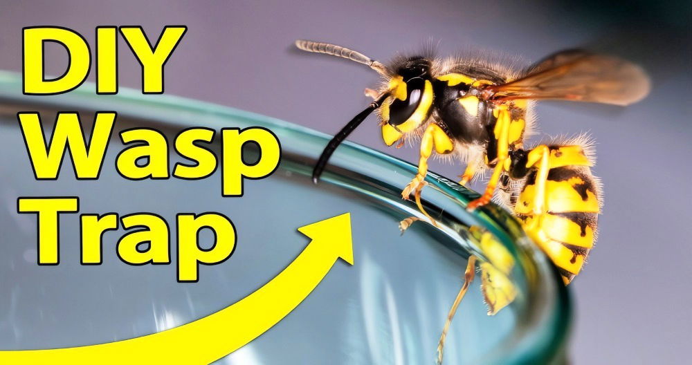 making a wasp trap at home
